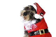 Santa puppy  Photograph by Kim Mobley