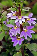 Scaevola 'fan Dancer' Photograph by Science Photo Library