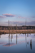 Schwenninger Moos at Sunset Photograph by Bernd Laeschke Schwenninger Moos at Sunset Photograph by Bernd Laeschke