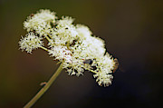 SCOTLAND. Loch Rannoch. White Flowerhead. Photograph by Lachlan Main