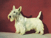 Scottish Terrier Drawing by CSA Images Scottish Terrier Drawing by CSA Images