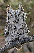 Screech Owl Photograph by Minnie Gallman Screech Owl Photograph by Minnie Gallman