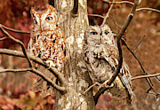 Screech Owls Photograph by Minnie Gallman