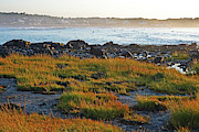 Sea Grass Gooch's Beach Kennebunk Maine New England Photograph by Toby McGuire
