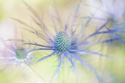 Sea Holly Dance Photograph by Anita Nicholson