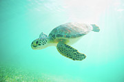 Sea Turtle Baby Photograph by M Swiet Productions