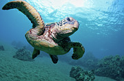 Sea Turtle Flight Photograph by M Swiet Productions