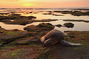 Sea Turtle On Mossy Rocks Photograph by Cultura Exclusive/stuart Westmorland
