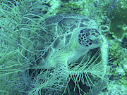 Green Sea Turtle Underwater Wonders Photograph by Leslie Struxness Green Sea Turtle Underwater Wonders Photograph by Leslie Struxness