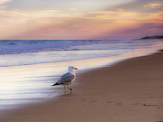 Seagull Crossing in NY Photograph by Alissa Beth Photography