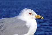 Seagull in Paradise Photograph by Terri Brewster