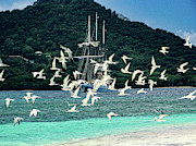 Seagulls and Vela at Sandy Island Photograph by Dan Podsobinski
