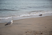 Seagulls at Misquamicut Photograph by Kirkodd Photography Of New England