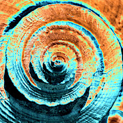 Seashell Abstract Photograph by Denise Harty Seashell Abstract Photograph by Denise Harty