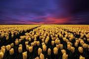 Secret garden Photograph by Jorge Maia