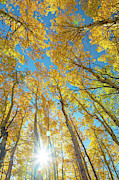 September Sunshine Photograph by James BO Insogna