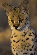 Serval ( Felis Serval). Nitani Game Photograph by Roger De La Harpe