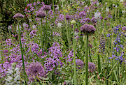 Shades of Purple Photograph by E Faithe Lester