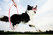 Sheepdog Jumping Through A Hoop Photograph by Science Photo Library