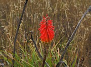Shell Beach Bloom Photograph by Richard Thomas