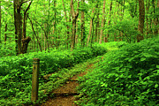 Shenandoah NP Spring Green on The Appalachian Trail Photograph by Raymond Salani III Shenandoah NP Spring Green on The Appalachian Trail Photograph by Raymond Salani III