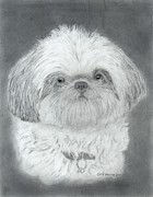  Shih Tzu Drawing by Carol Morris