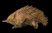 Short-beaked Echidna Photograph by Science Photo Library