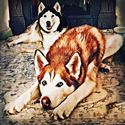 Siberian Huskies at Rest A22119 Photograph by Mas Art Studio Siberian Huskies at Rest A22119 Photograph by Mas Art Studio