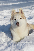 Siberian Husky Lying In Snow, Illinois Photograph by Lynn M Stone / Naturepl.com