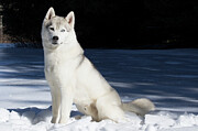 Siberian Husky Sitting In Snow, Connecticut Photograph by Lynn M Stone / Naturepl.com Siberian Husky Sitting In Snow, Connecticut Photograph by Lynn M Stone / Naturepl.com