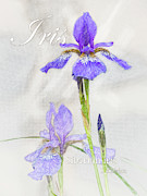 Siberian Iris Graphic Digital Art by Mark Mille Siberian Iris Graphic Digital Art by Mark Mille