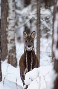 Siberia,n Musk Deer In Snowy Woodland, Irkutsk, Siberia Photograph by Valeriy Maleev / Naturepl.com