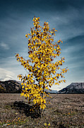 Sign of the Times Photograph by Fred Denner