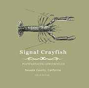 Signal Crayfish Digital Art by Lisa Redfern Signal Crayfish Digital Art by Lisa Redfern
