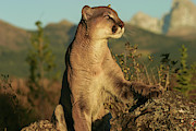 Silent Killer Photograph by Ronnie And Frances Howard