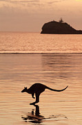 Silhouette Of An Agile Wallaby Hopping Along The Beach At Photograph by Steven David Miller / Naturepl.com Silhouette Of An Agile Wallaby Hopping Along The Beach At Photograph by Steven David Miller / Naturepl.com