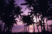 Silhouette Of Palm Trees On The Beach Photograph by Dreampictures