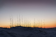 Silhouette of Sea Oats Photograph by Mike Whalen