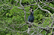Silvery-cheeked Hornbill Perched On Branch. Photograph by Loic Poidevin / Naturepl.com