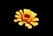 Simple Zinnia Photograph by Allen Nice-Webb Simple Zinnia Photograph by Allen Nice-Webb