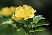 Single La Rioja Yellow  Rose and Bud Photograph by Colleen Cornelius