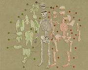 Skeleton and Body Parts Diagram Drawing by CSA Images Skeleton and Body Parts Diagram Drawing by CSA Images