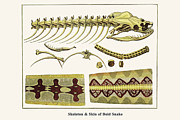 Skeleton & Skin of Boid Snake Painting by Albertus Seba