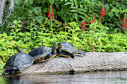 Slider Turtles Photograph by Brook Burling