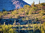 Slope of the Saguaros Photograph by Judy Kennedy