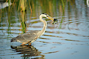 Snack Time for Blue Heron Photograph by Donald Brown