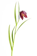 Snakeshead Lily, Fritillaria Meleagris Photograph by Unknown