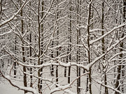 Snow Covered Trees Photograph by Louis Dallara Snow Covered Trees Photograph by Louis Dallara