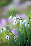 Snowdrops Flowering Photograph by Tim Gainey