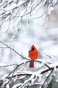 Snowstorm in Virginia Photograph by Rachel Morrison